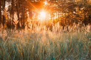 Sunset Or Sunrise In Autumn Forest. Sun Shining With Sun Rays Th